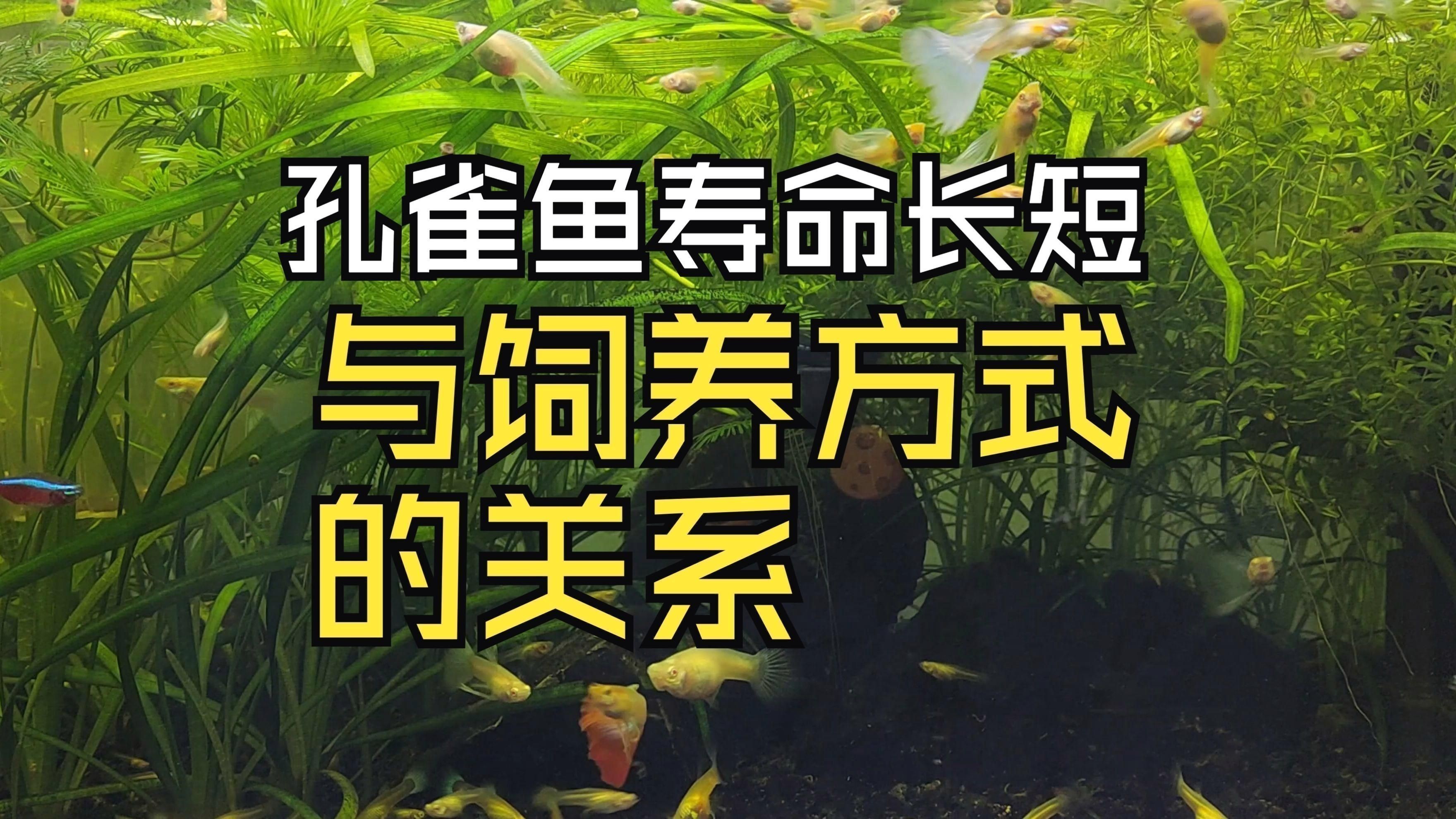 孔雀魚壽命一般多長時間 孔雀魚壽命一般多長時間 龍魚百科 第1張