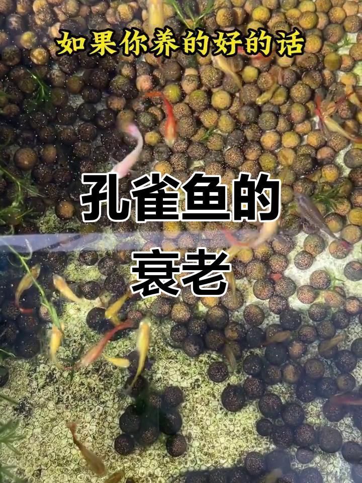 孔雀魚壽命一般多長時間 孔雀魚壽命一般多長時間 龍魚百科 第3張