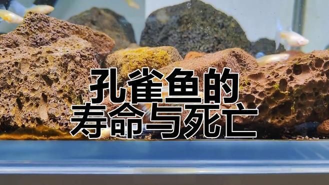 孔雀魚壽命一般多長時間 孔雀魚壽命一般多長時間 龍魚百科 第8張