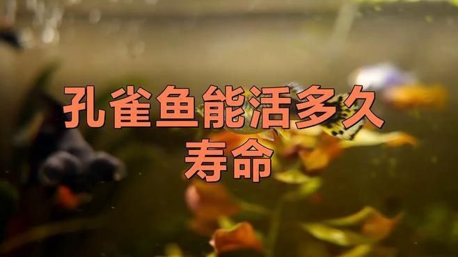 孔雀魚壽命一般多長時間 孔雀魚壽命一般多長時間 龍魚百科 第7張