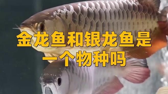 銀色金龍魚價格