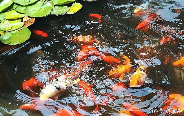 龍魚養單數還是雙數