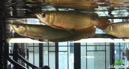 龍魚能發空運嗎：空運龍魚可以發空運嗎買家需要注意以下幾個方面