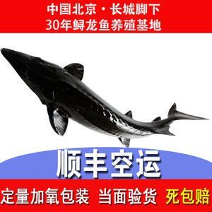 龍魚能發空運嗎：空運龍魚可以發空運嗎買家需要注意以下幾個方面