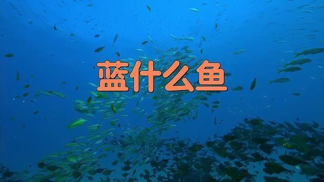 藍色的魚有哪些品種 藍色的魚有哪些品種 龍魚百科 第2張