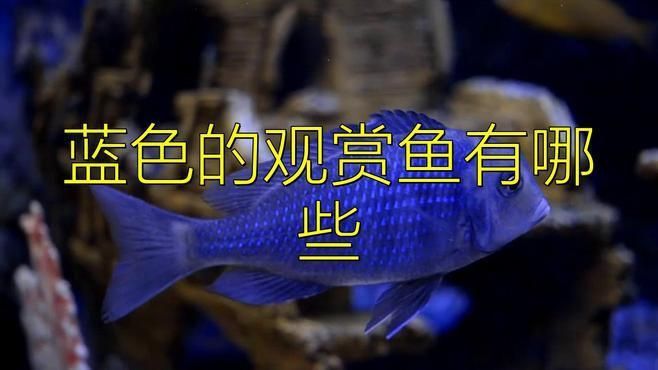 藍色的魚有哪些品種 藍色的魚有哪些品種 龍魚百科 第3張