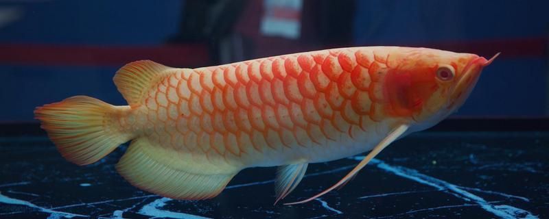 龍魚翻肚子怎么辦：祥龍魚吃什么長得快營養(yǎng)好