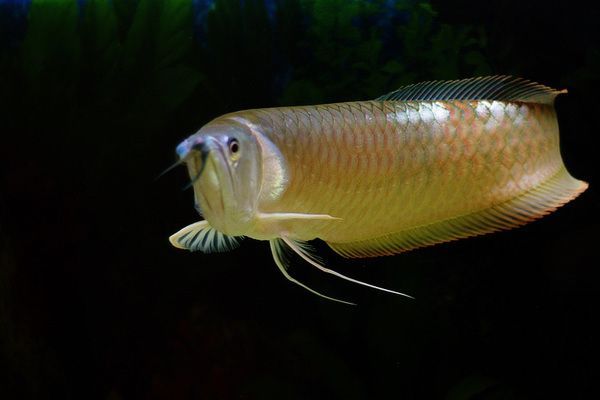龍魚翻肚子怎么辦：祥龍魚吃什么長得快營養(yǎng)好