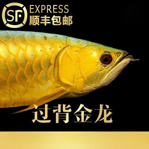 小金龍魚苗多少錢一條啊圖片 小金龍魚苗多少錢一條啊圖片 龍魚百科 第13張