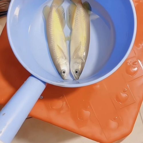小金龍魚苗多少錢一條啊圖片 小金龍魚苗多少錢一條啊圖片 龍魚百科 第23張