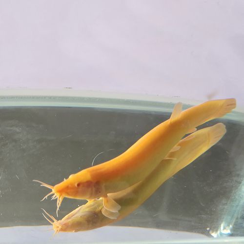 小金龍魚苗多少錢一條啊圖片 小金龍魚苗多少錢一條啊圖片 龍魚百科 第24張