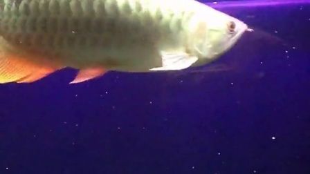 龍魚吃東西視頻：網址觀看龍魚吃東西的視頻：您可以直觀地了解龍魚的飼養方法