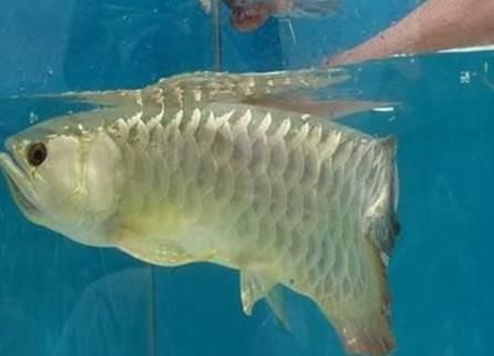 龍魚吃東西視頻：網址觀看龍魚吃東西的視頻：您可以直觀地了解龍魚的飼養方法