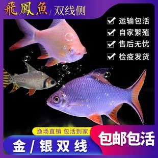 金鳳銀鳳和龍魚（金鳳魚和銀鳳魚可以與龍魚混養(yǎng)，但需要注意哪些因素）
