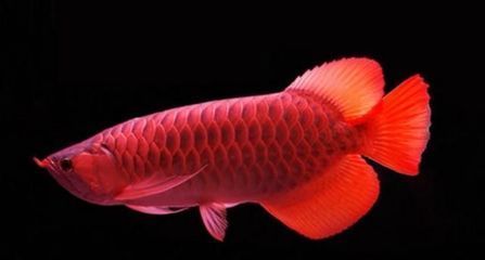 和紅龍魚混養的高端魚種有哪些：幾種適合與紅龍魚混養的高端魚種