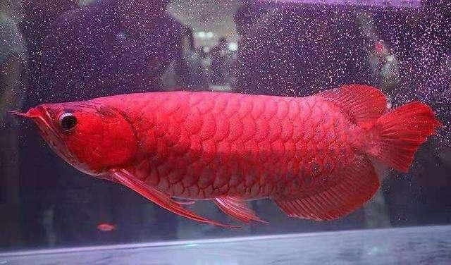 混養時，招財貓魚和龍魚會打架嗎？