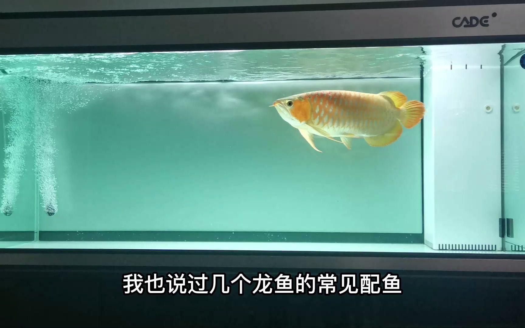 龍魚混養的最佳伴侶魚有哪些？ 龍魚混養的最佳伴侶魚有哪些？ 龍魚百科 第7張