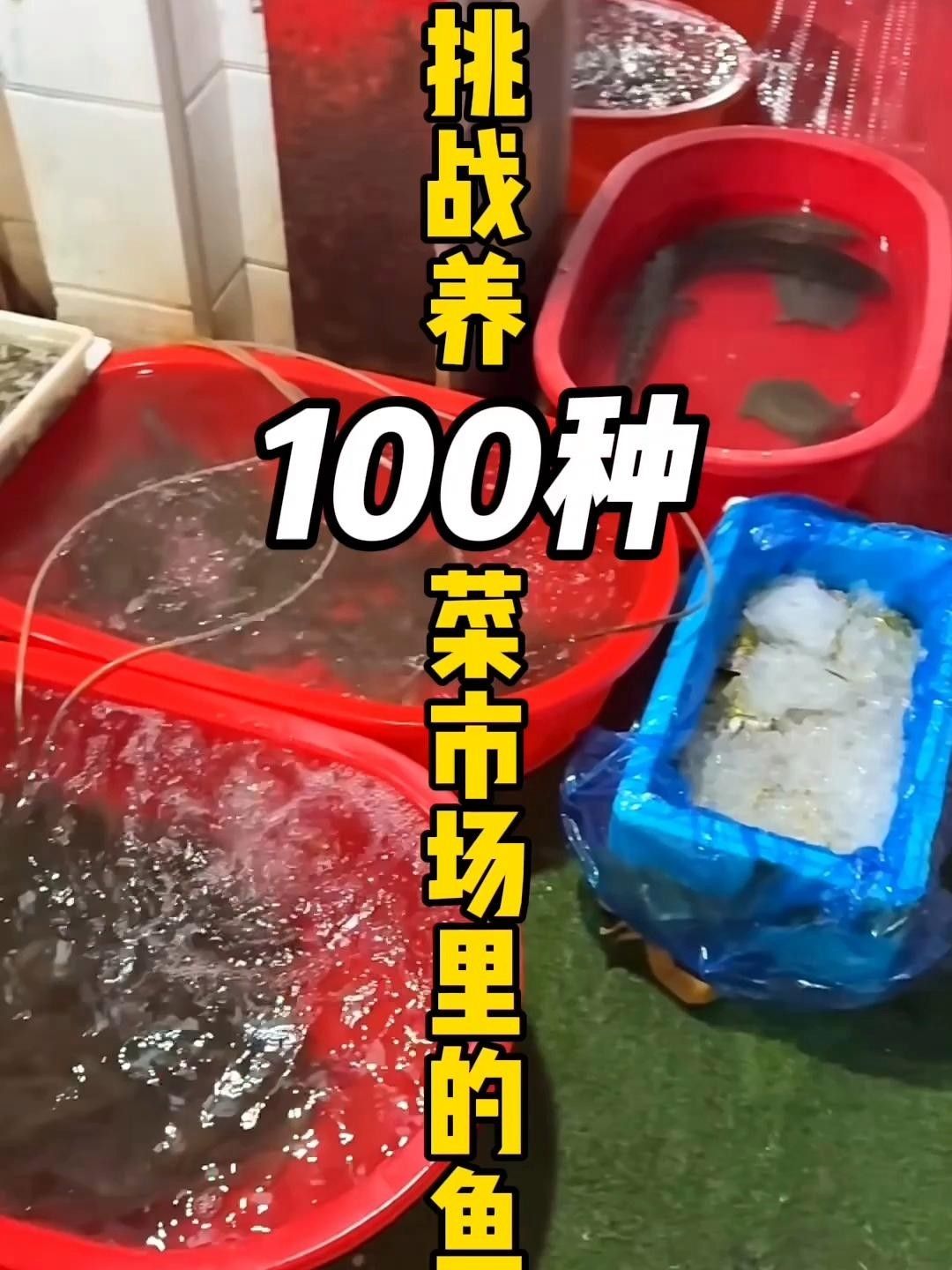 雷龍魚的市場價格走勢