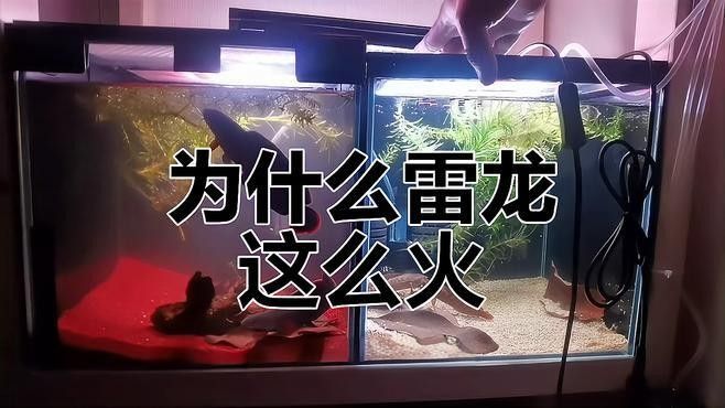 雷龍魚的市場價格走勢
