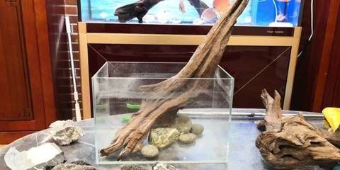 龍魚可以和雙線魚一起養(yǎng)嗎：將龍魚和雙線魚一起養(yǎng)之前