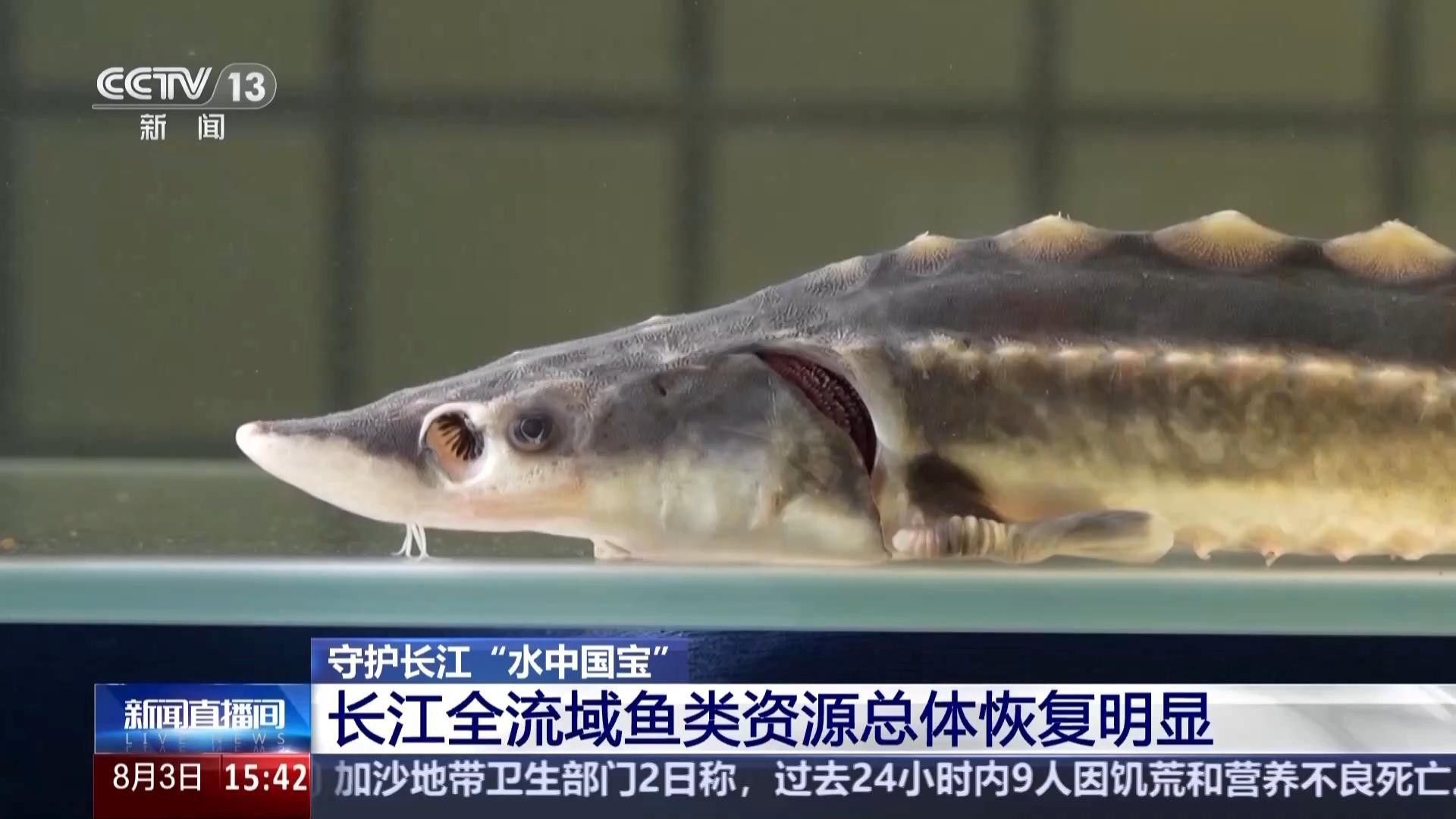 海龍魚禁令對漁業資源有何影響？ 海龍魚禁令對漁業資源有何影響？ 龍魚百科 第3張