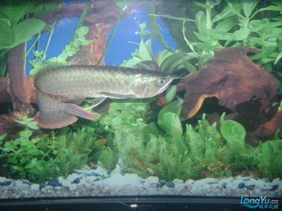 龍魚體型排名 龍魚體型排名 龍魚百科 第5張