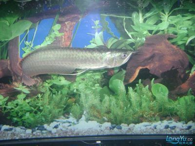 龍魚體型排名 龍魚體型排名 龍魚百科 第3張