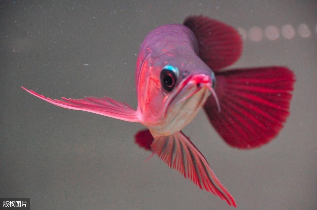 紅龍魚:紅龍魚哪個(gè)季節(jié)發(fā)色好 紅龍魚:紅龍魚哪個(gè)季節(jié)發(fā)色好 龍魚百科