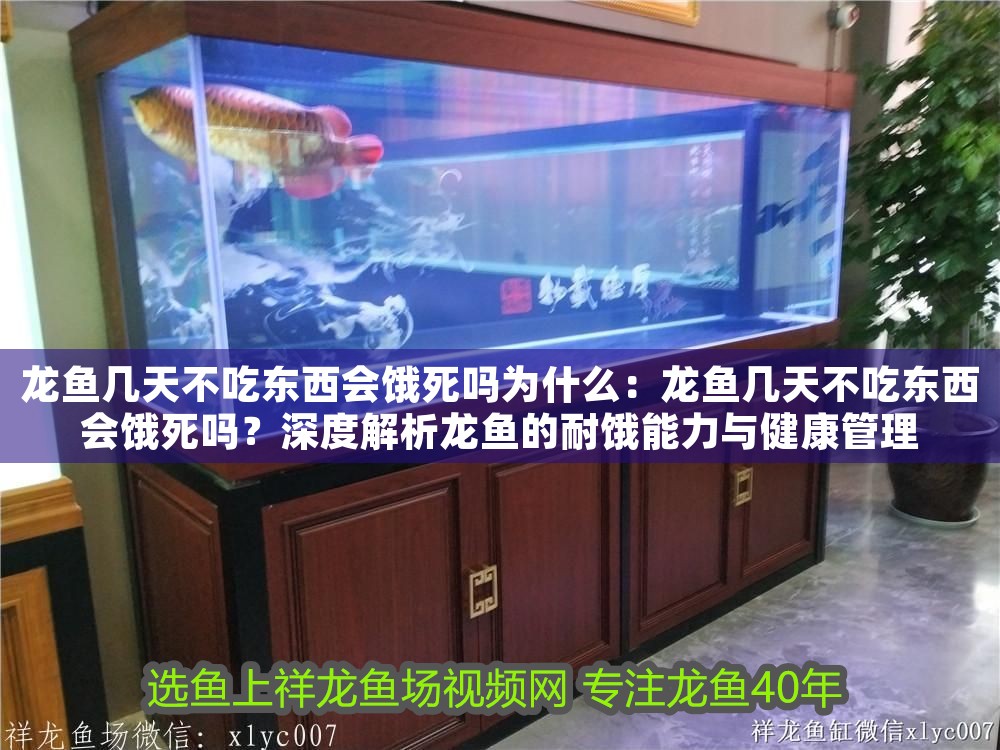 龍魚幾天不吃東西會餓死嗎為什么：龍魚幾天不吃東西會餓死嗎？深度解析龍魚的耐餓能力與健康管理