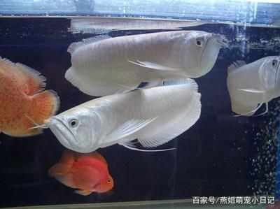 家養銀龍魚能活多久（家養銀龍魚的壽命受多種因素影響家養銀龍魚的壽命受多種因素影響）