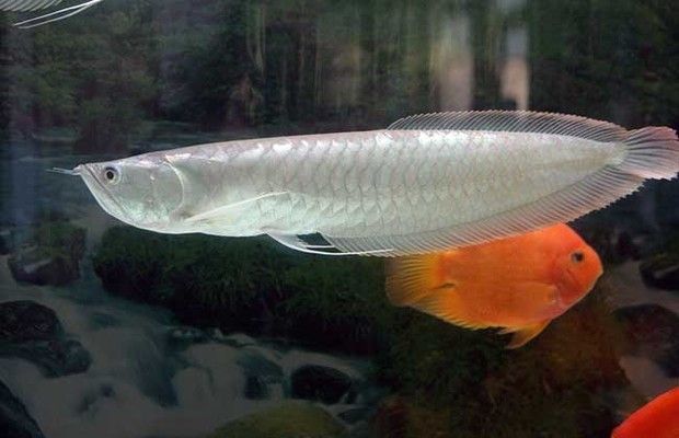 家養銀龍魚能活多久（家養銀龍魚的壽命受多種因素影響家養銀龍魚的壽命受多種因素影響）