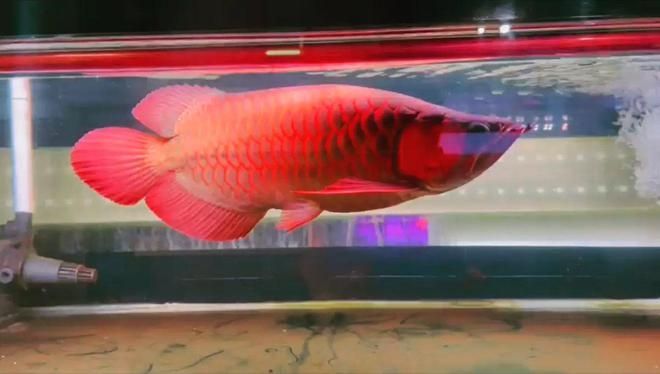 紅龍魚如何挑選好的：如何挑選紅龍魚
