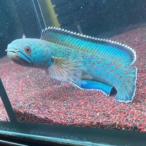 血斑一型雷龍魚價格：血斑一型雷龍魚價格因購買途徑、賣家、魚的品相等因素有所不同