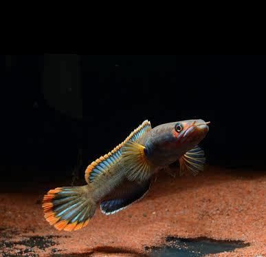 血斑一型雷龍魚價格：血斑一型雷龍魚價格因購買途徑、賣家、魚的品相等因素有所不同