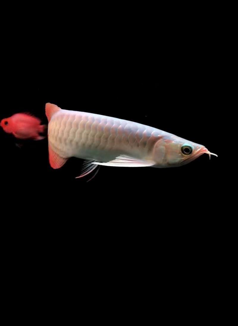 紅金龍魚的價格和圖片