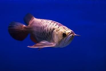 紅金龍魚的價格和圖片