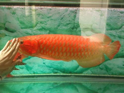 紅金龍魚的價格和圖片