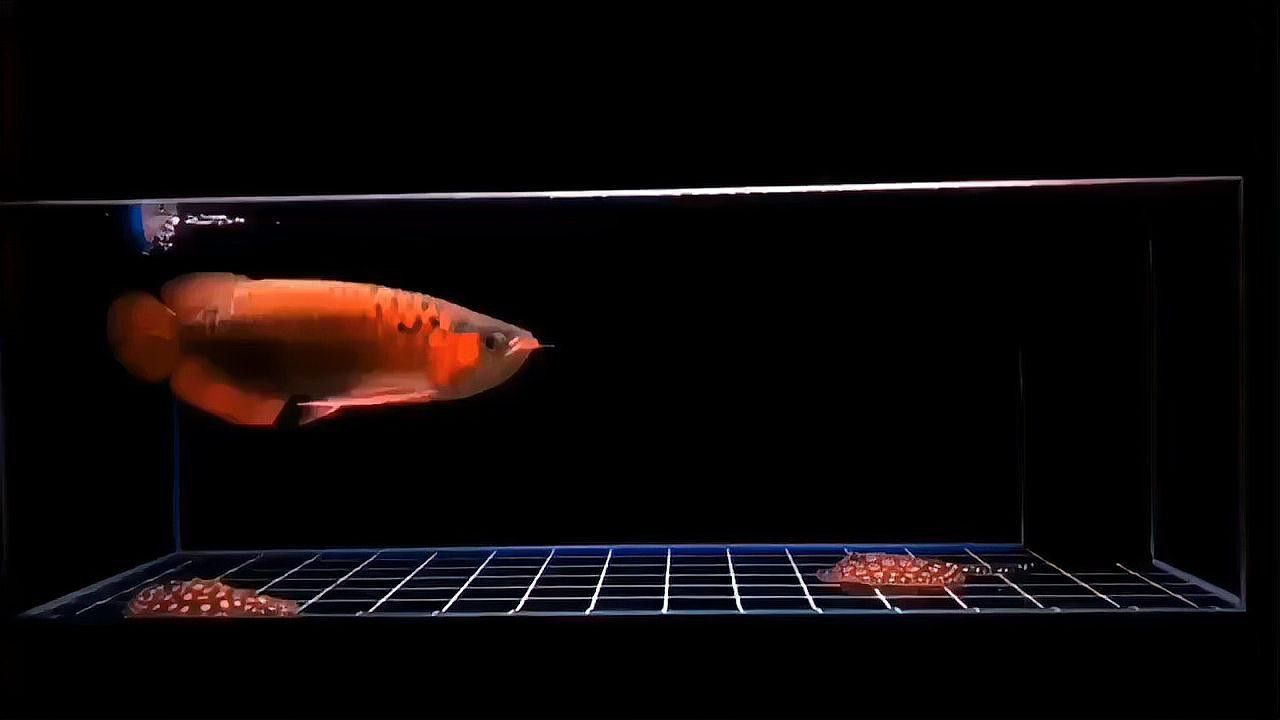 紅金龍魚的價格和圖片