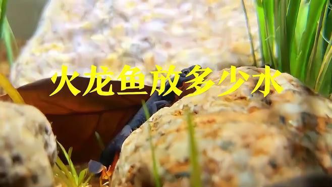 火龍魚用什么水養比較好