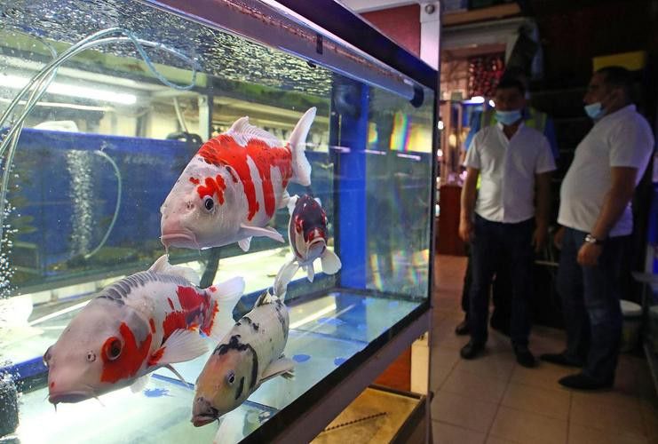 火龍魚用什么水養比較好