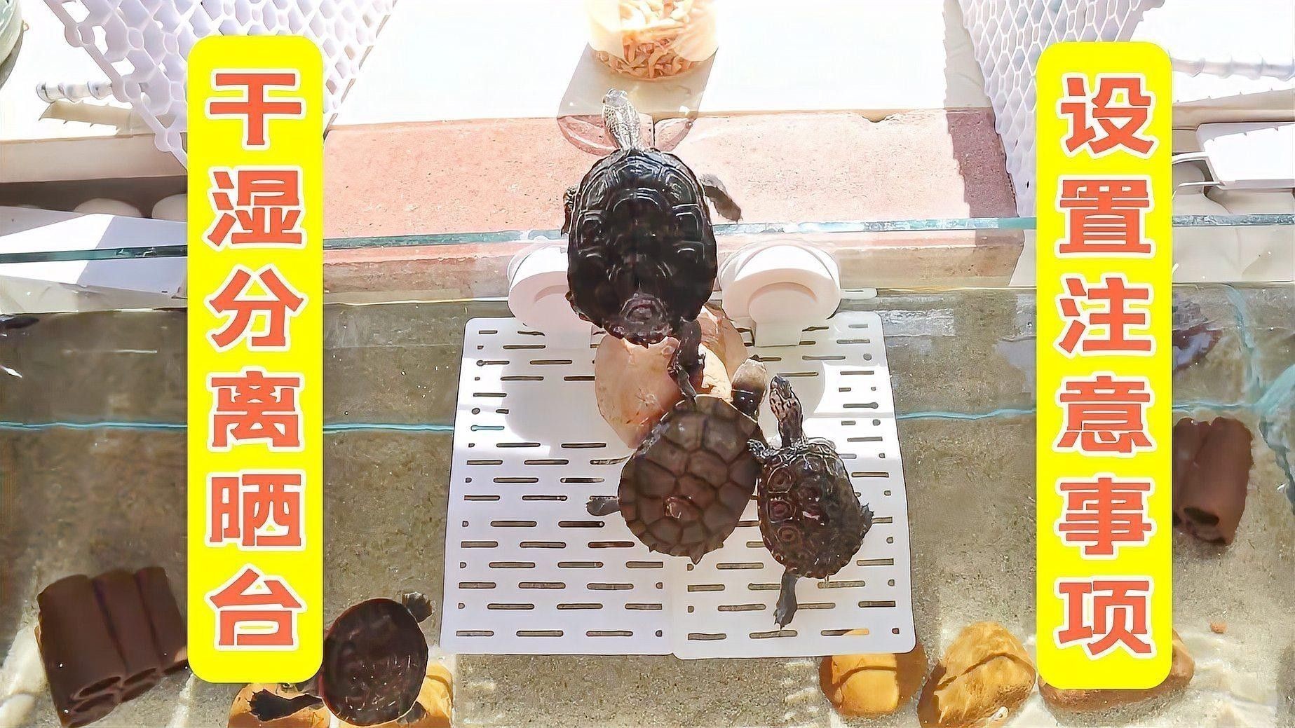 如何為龍龜混養魚缸設置曬臺？