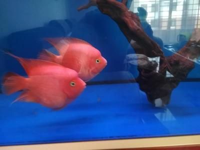 龍魚可以和財神鸚鵡一起養嗎：龍魚和財神鸚鵡可以混養，但實際上需要考慮一些因素