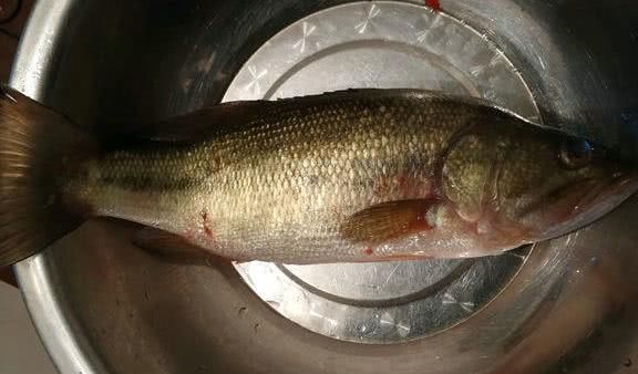 龍魚淡水魚還是咸水魚好吃一點：龍魚是一種淡水魚嗎？