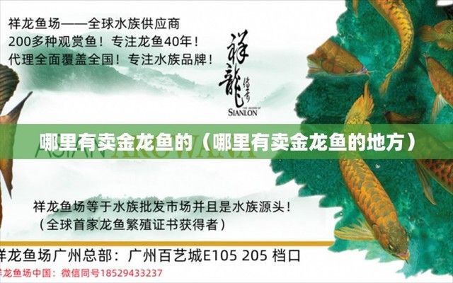 金龍魚在哪里買好（金龍魚超市購買注意事項水族店選購金龍魚的優缺點）