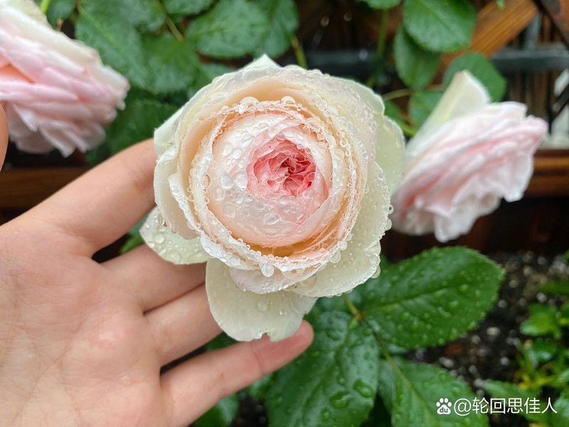 夢(mèng)幻折邊和粉龍哪個(gè)更耐雨？