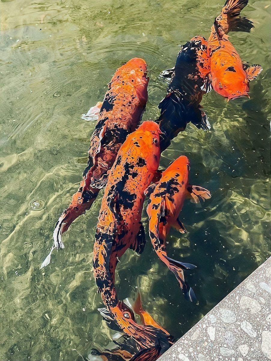 魚爛尾加鹽有用嗎