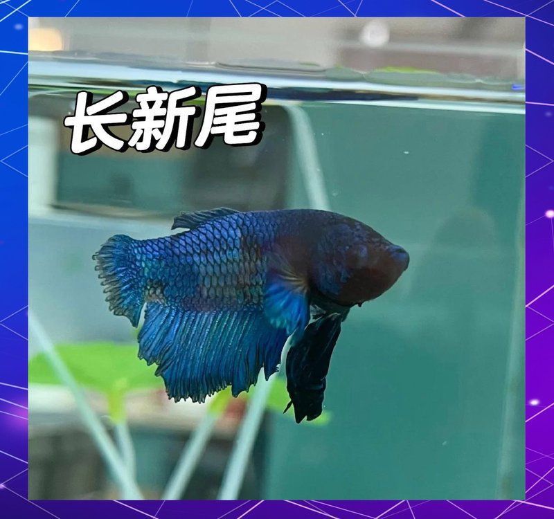魚爛尾加鹽有用嗎