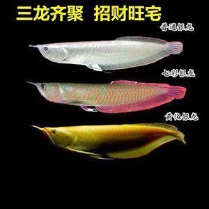 金龍魚紅眼是怎么回事（金龍魚紅眼可能由多種因素引起，）