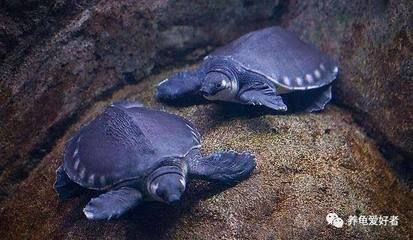 龍魚豬鼻龜：龍魚與豬鼻龜混養(yǎng)的風(fēng)險(xiǎn)