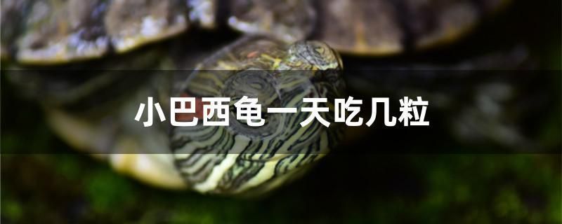 杭州金龍魚熱帶魚養殖基地地址電話查詢：杭州金龍魚熱帶魚養殖基地地址查詢